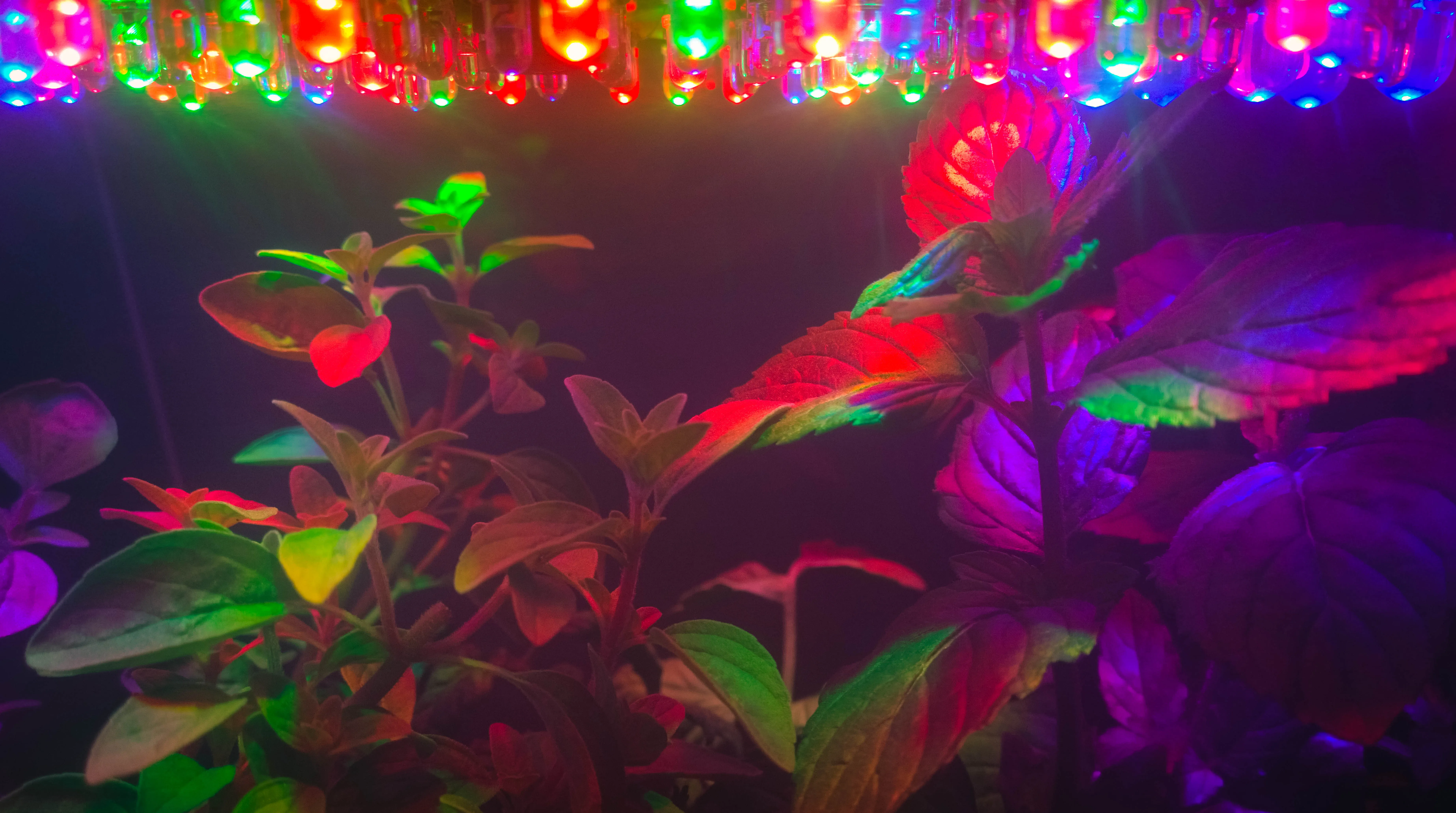 Seedlings growing under the kit's multicoloured LED grow lights, the smart greenhouse running in the dark
